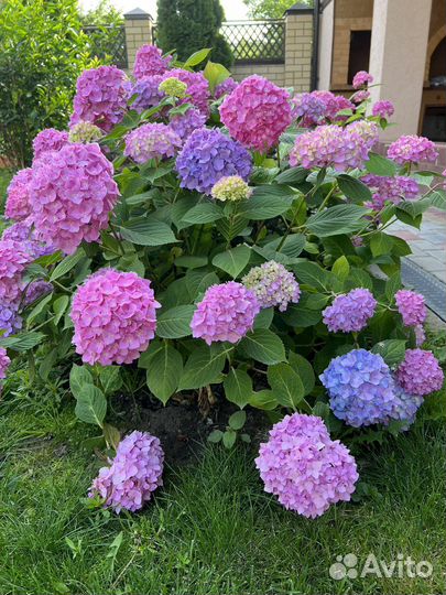 Гортензия крупнолистная