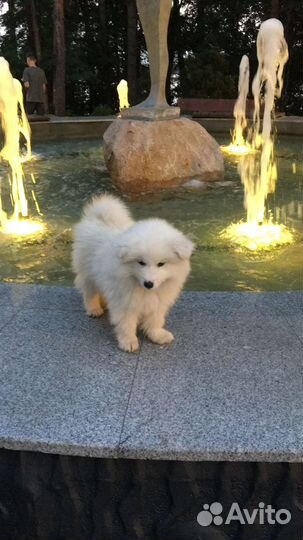 Продам щенков самоеда