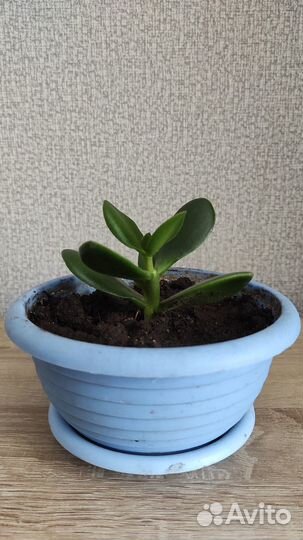 Крассула, толстянка, денежное дерево