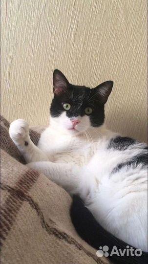 Котики Сёма и Лёва в добрые руки