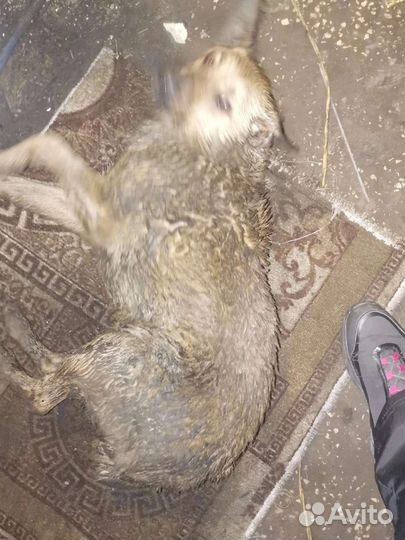 Собака Пуся