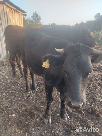 На продажу бык и телка