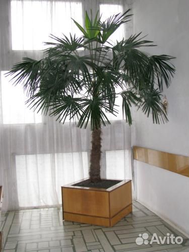 Пальма Трахикарпус Форчуна зимостойкая