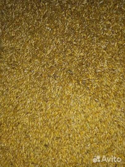 Зерно ячмень