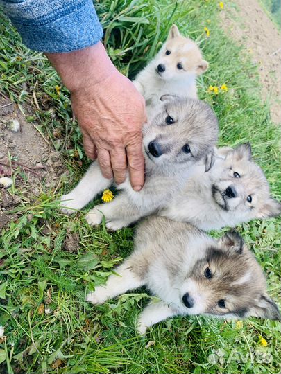 Продаются щенки Лайки от рабочих родителей