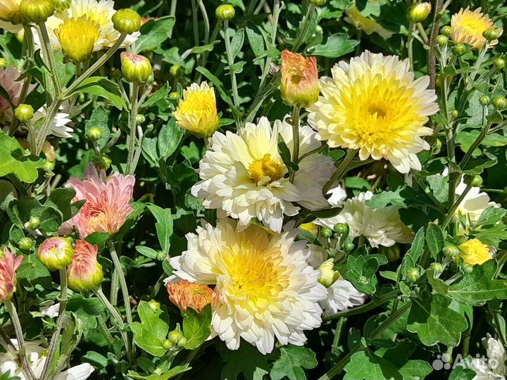 Хризантема,лилейник,лилия белая лекарственная,ирис