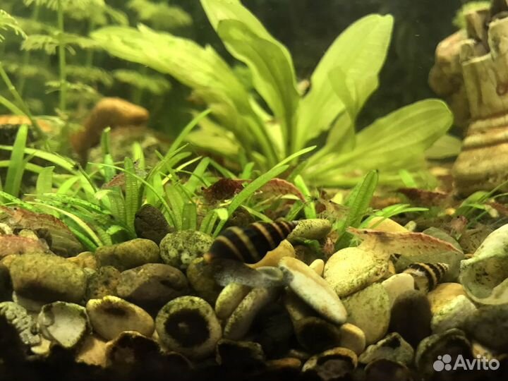 Улитки Хелена и сомики анциструсы