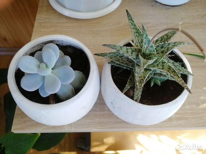 Суккуленты