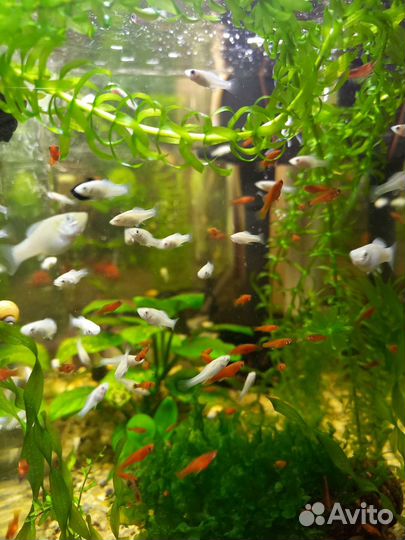 Мальки и подростки меченосцев