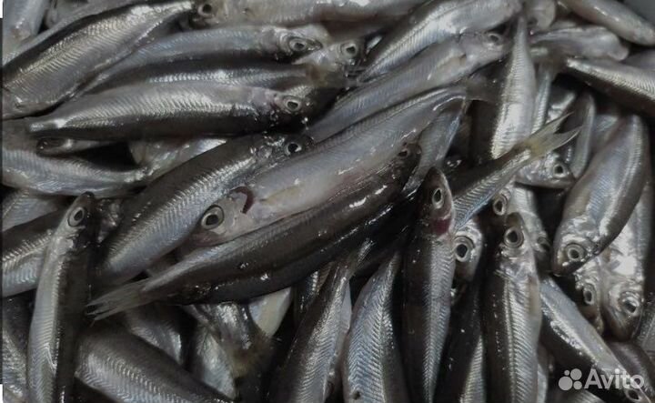 Рыба тугунок