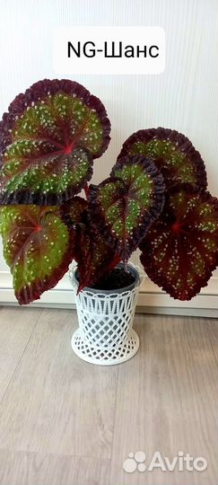 Крупные детки и стартеры бегоний (излишки)