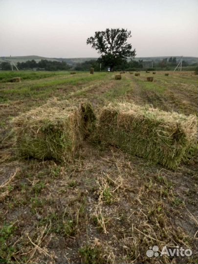 Сено люцерны, эспарцета, разнотравия