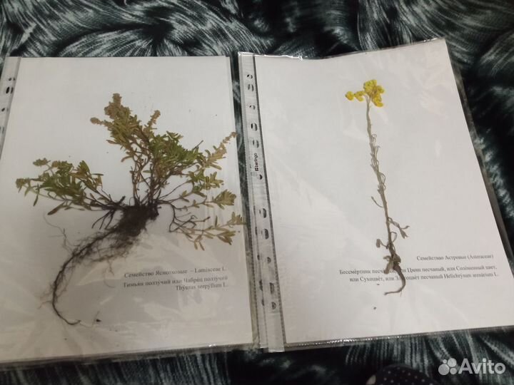 Гербарий из 20 лекарственных растений