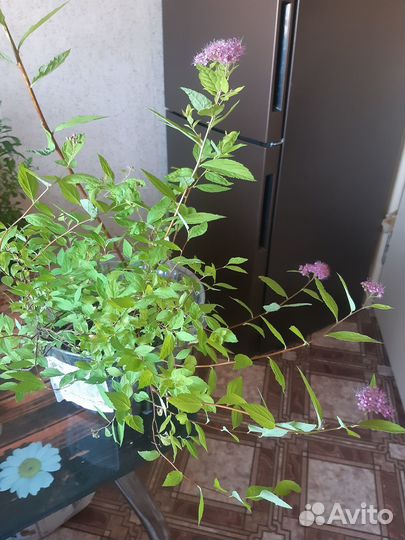 Спирея голден принцесс