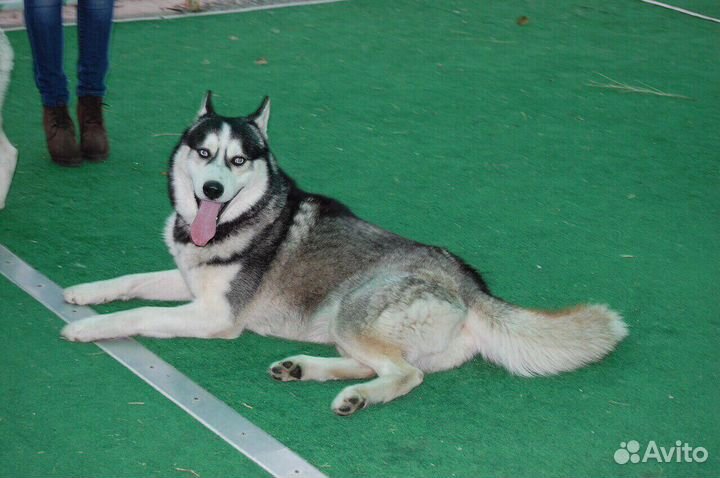 Хаски на вязку