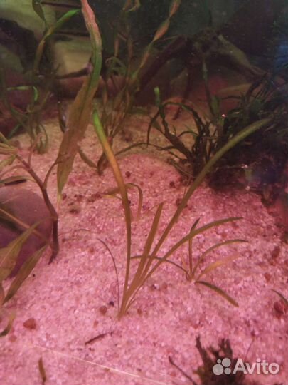 Аквариумные растения