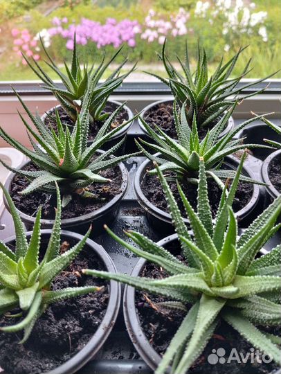 Хавортия/гавортия