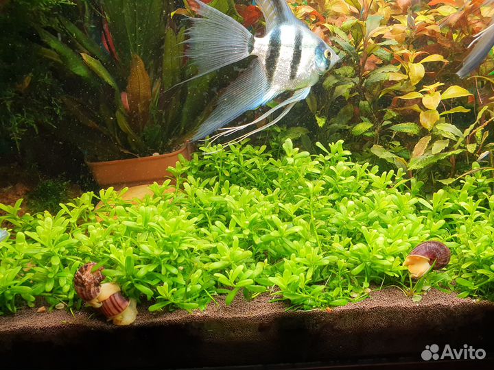 Аквариумное растение: Хедиотис Зальцмана