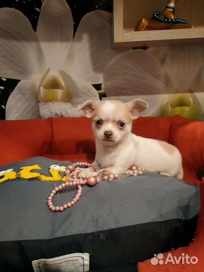 Девочка стандарт