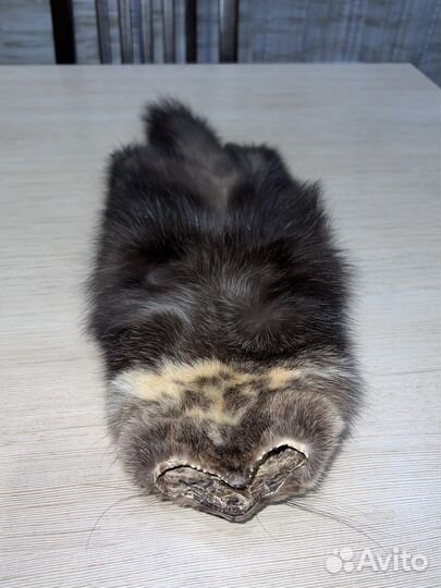 Шкура соболя