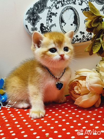 Золотые британские котята, малыши с документами