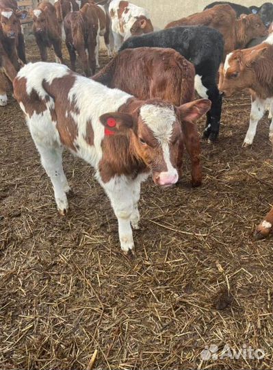 Телята бычки племенные с доставкой
