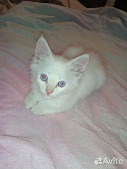 Котята отдам бесплатно