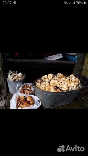 Солёные грузди