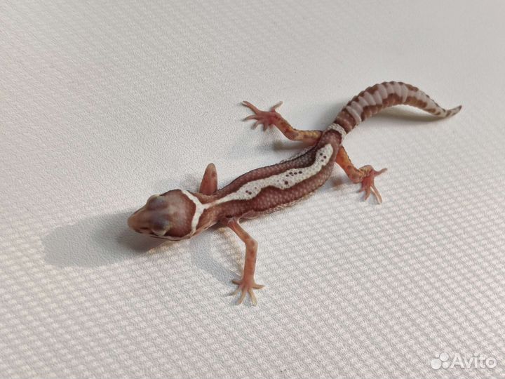 Геккон эублефар детки