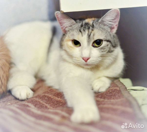 Кошка Амалина в добрые руки