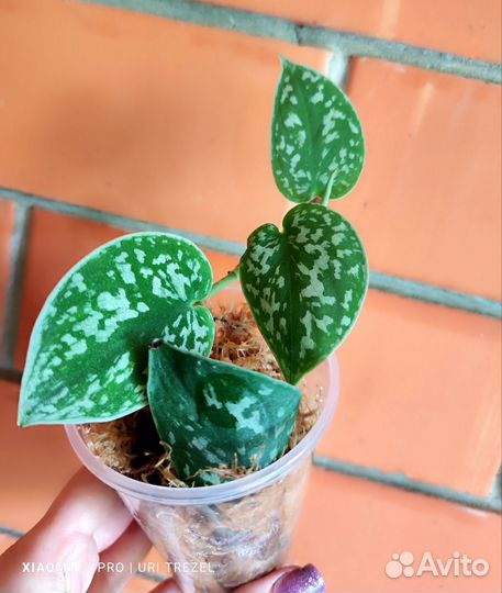 Сциндапсус Аргуреус