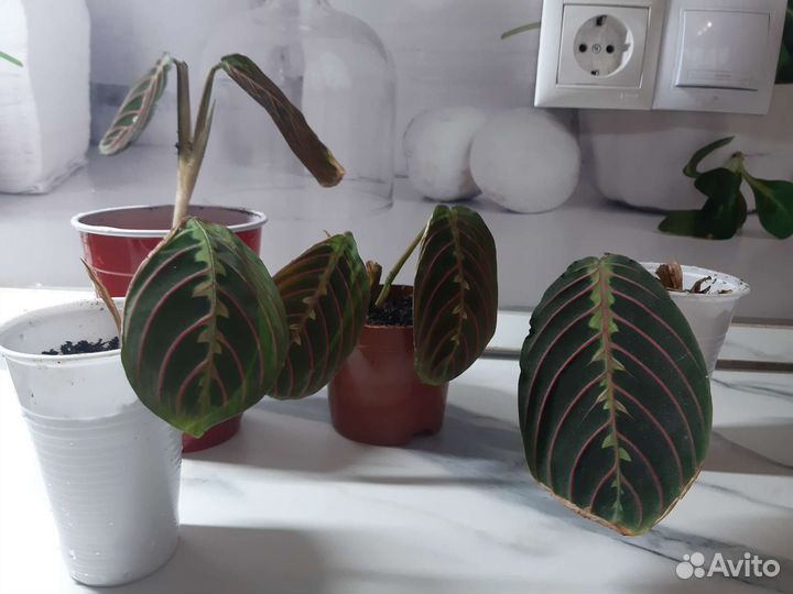 Марантовые разные