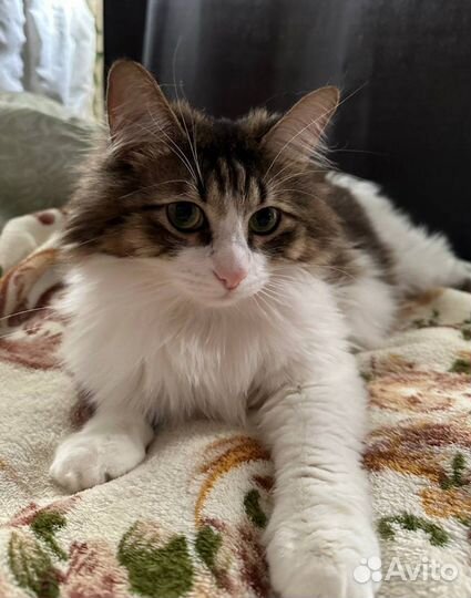 Отдаю пушистого котика в добрые руки