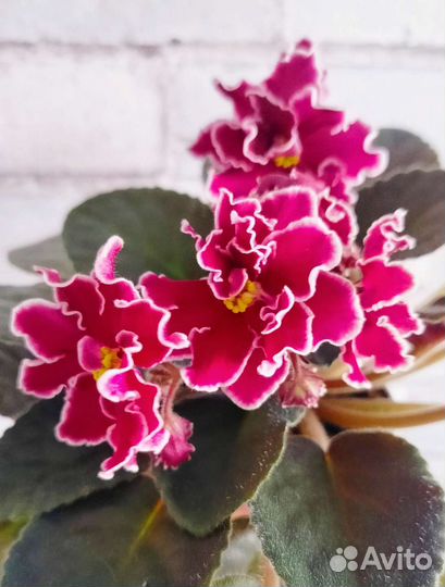 Фиалки цветущие