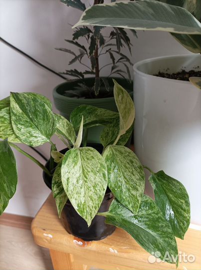 Сциндапсус марбл квин