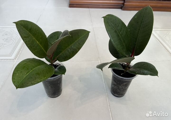 Фикус каучуконосный