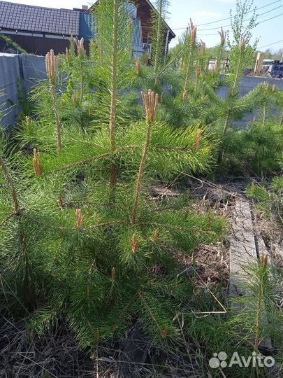 Сосна саженцы
