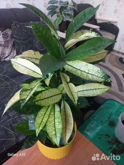 Кротон Бразилия