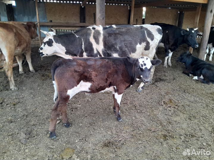 Коровы, телята