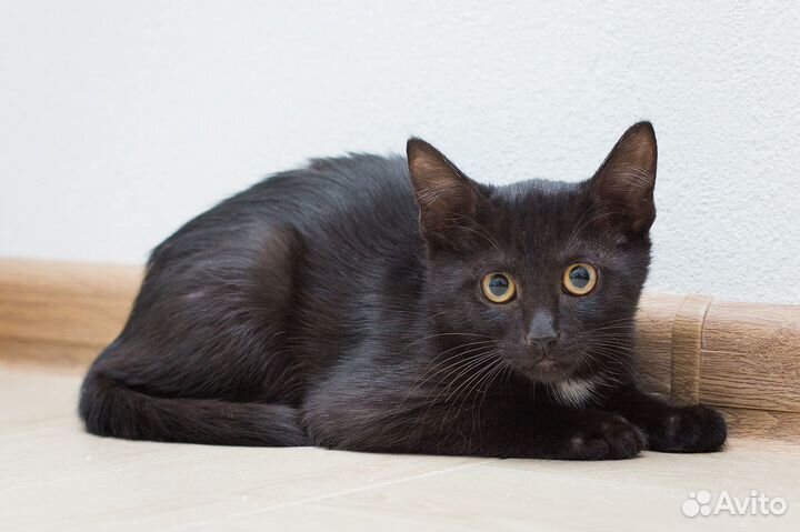 Черный котенок мальчик в добрые руки