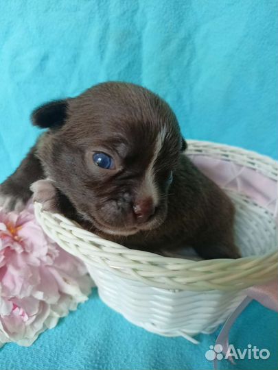 Чихуашки щенки