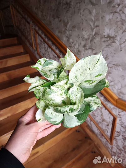 Сциндапсус хеппи лиф