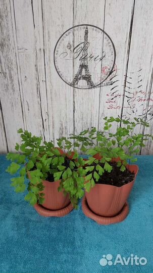 Адиантум (венерин волос)