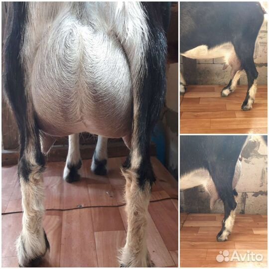 Козы дойные