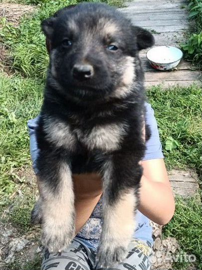 Восточно европейская овчарка щенки