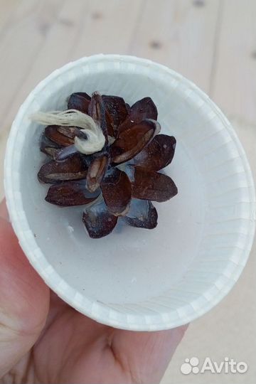 Шишки сосновые для розжига на пчелином воске