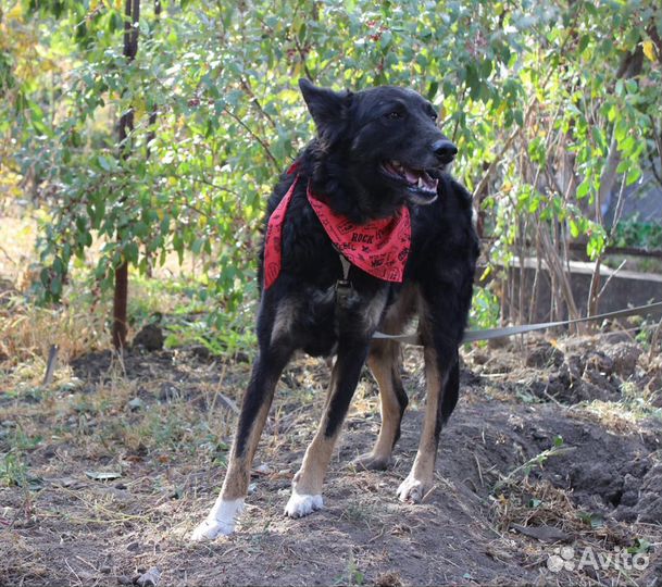 Мухтар в поисках дома