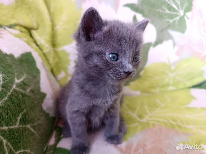 Отдам котят в добрые руки