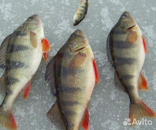 Свежая речная рыба