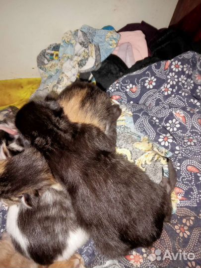 Котята в добрые руки бесплатно